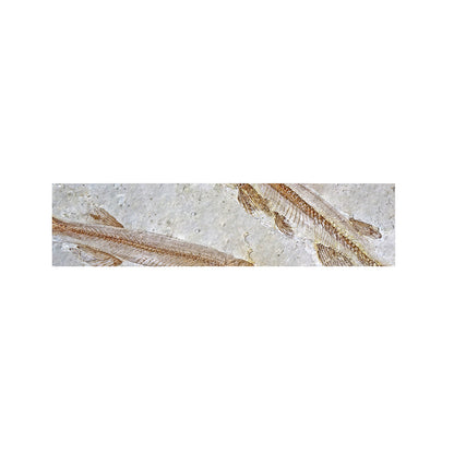 Lycoptera Fish Fossil Print Bed Runner