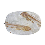 Lycoptera Fish Fossil Print Car Side Mirror Covers