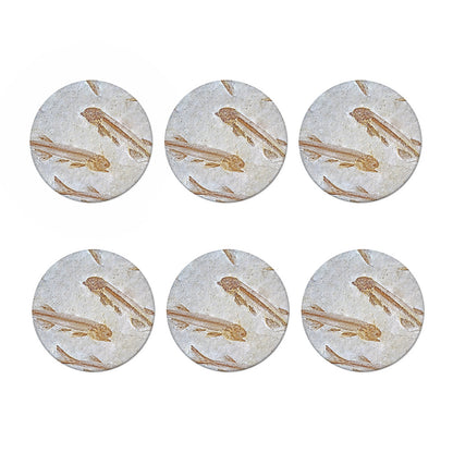 Lycoptera Fish Fossil Print Coaster Set