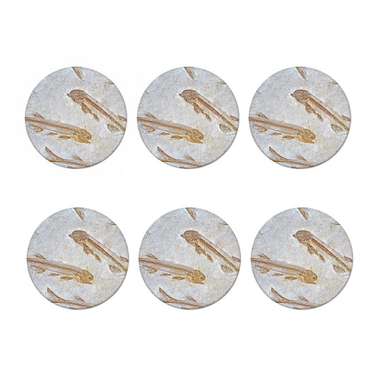Lycoptera Fish Fossil Print Coaster Set