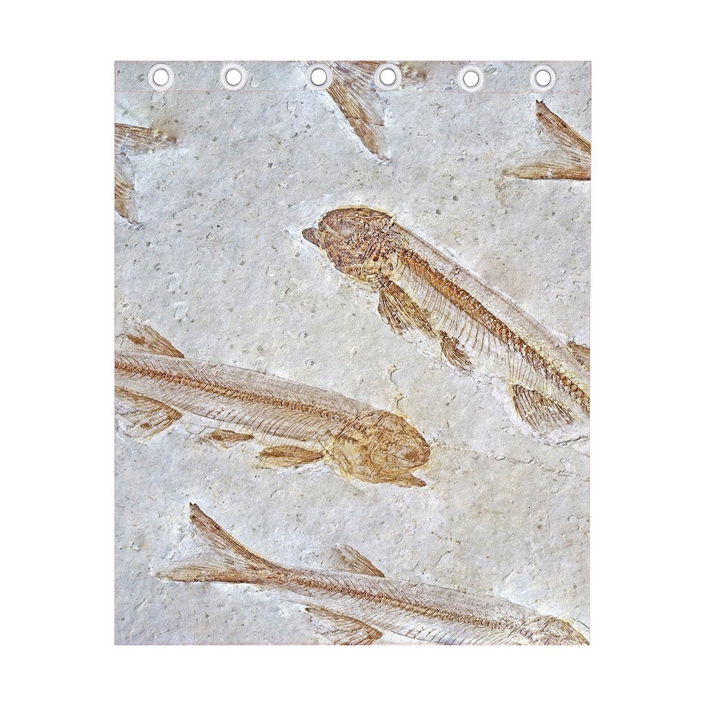 Lycoptera Fish Fossil Print Curtain