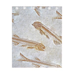 Lycoptera Fish Fossil Print Curtain