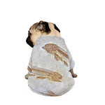 Lycoptera Fish Fossil Print Dog Zip Up Jacket