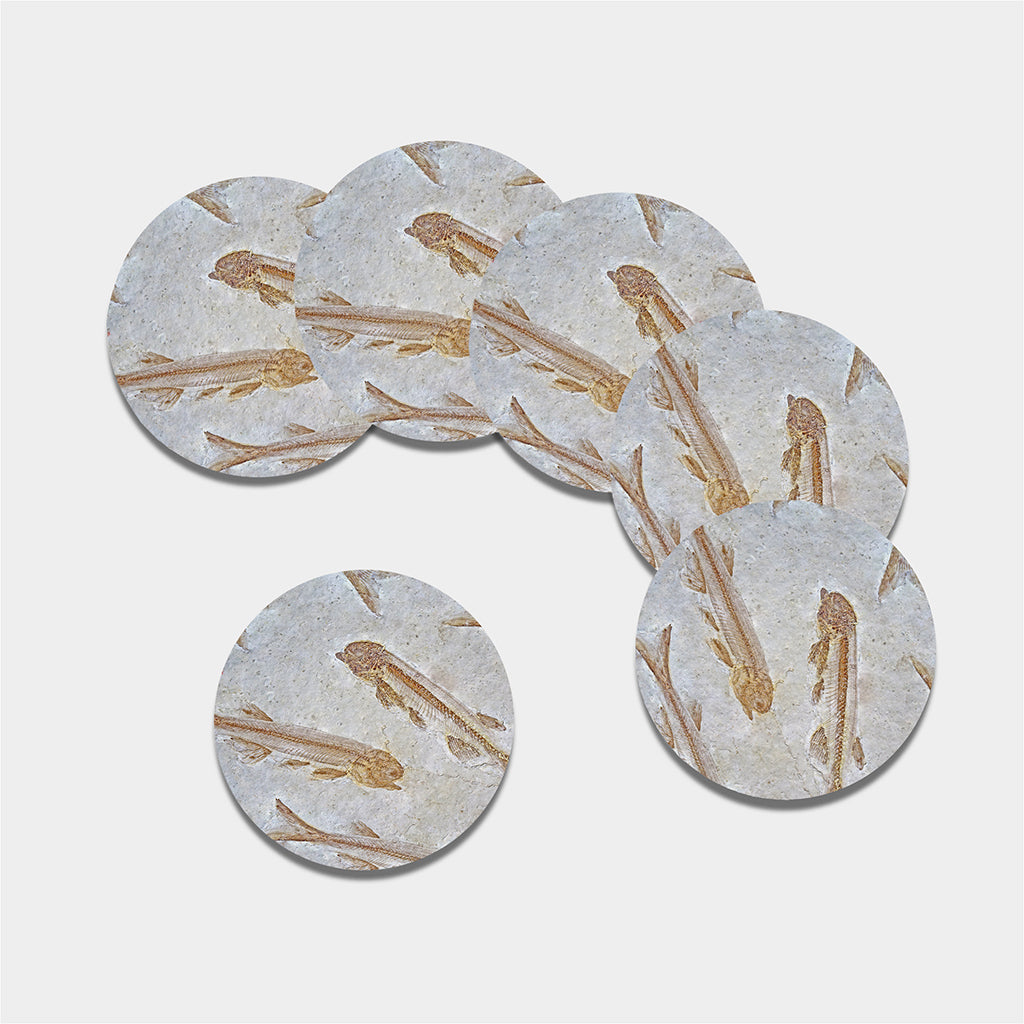 Lycoptera Fish Fossil Print Leather Coaster Set