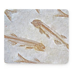 Lycoptera Fish Fossil Print Mouse Pad