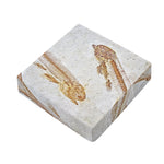 Lycoptera Fish Fossil Print Outdoor Seat Cushion Cover