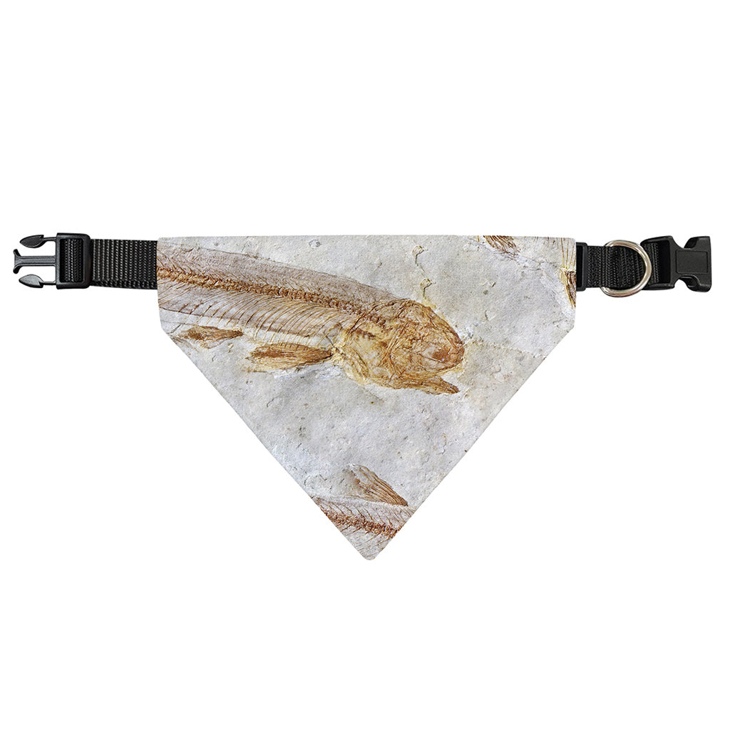 Lycoptera Fish Fossil Print Over The Collar Dog Bandana