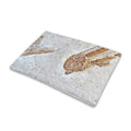 Lycoptera Fish Fossil Print Pet Cooling Mat Cover