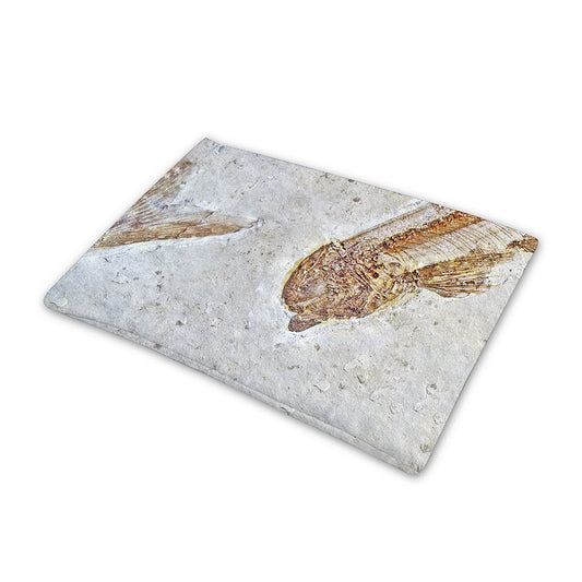 Lycoptera Fish Fossil Print Pet Cooling Mat Cover