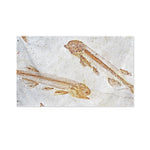 Lycoptera Fish Fossil Print Polyester Flag