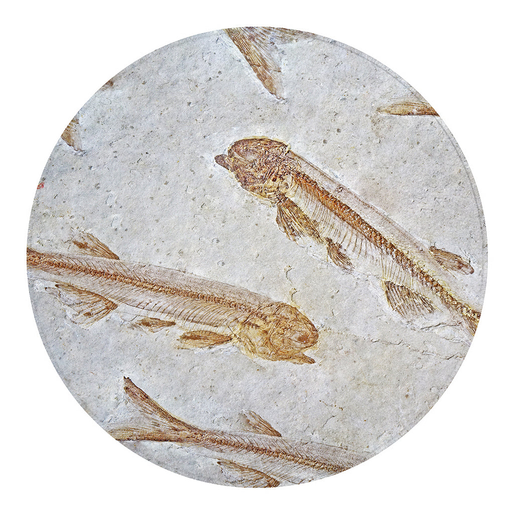 Lycoptera Fish Fossil Print Round Blanket