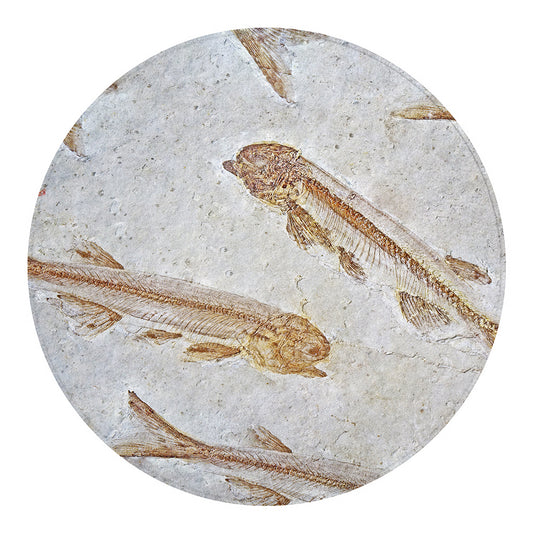 Lycoptera Fish Fossil Print Round Blanket