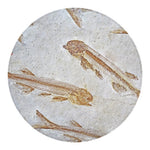 Lycoptera Fish Fossil Print Round Blanket