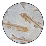Lycoptera Fish Fossil Print Round Floor Mat