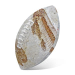 Lycoptera Fish Fossil Print Rugby Ball