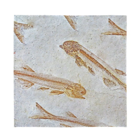 Lycoptera Fish Fossil Print Silk Bandana