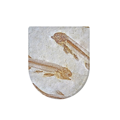 Lycoptera Fish Fossil Print Toilet Lid Cover
