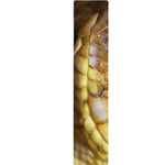 Malagasy Cat Eyed Snake Print Table Runner