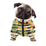 Mango Fruit Striped Pattern Print Dog Zip Up Jacket