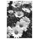 Monochrome Daisy Flower Print Curtain