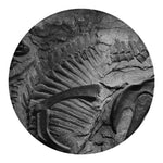 Monochrome Dinosaur Fossil Print Round Blanket