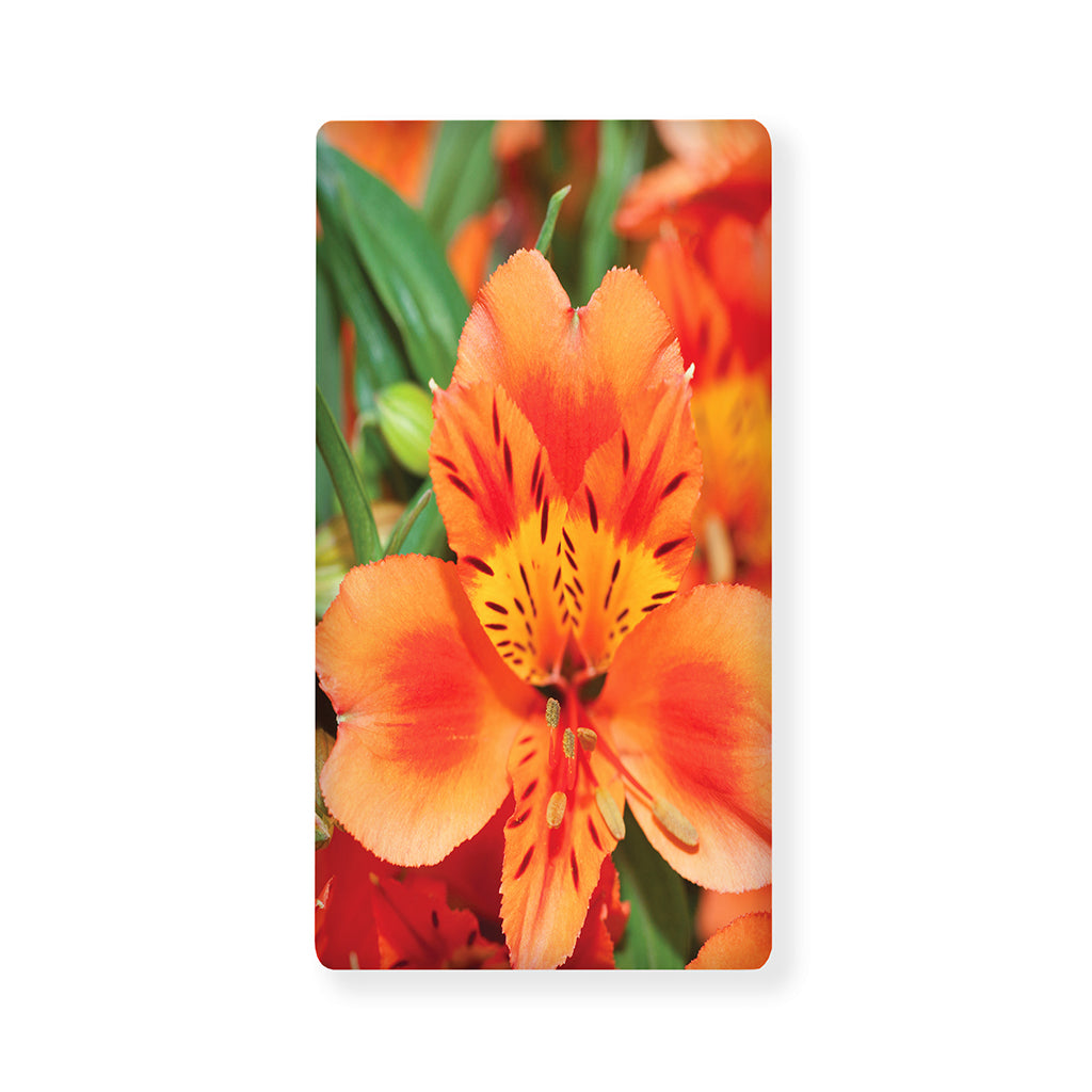 Orange Alstroemeria Print Baby Crib Sheet
