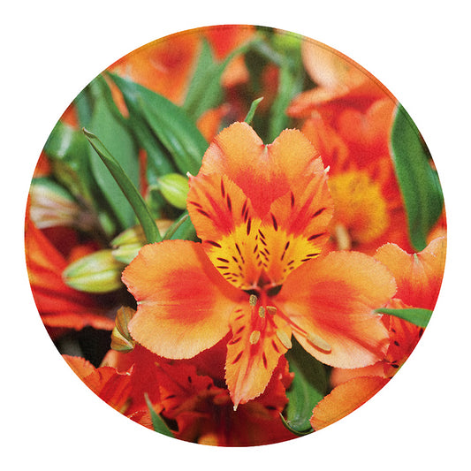 Orange Alstroemeria Print Round Blanket