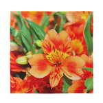 Orange Alstroemeria Print Silk Bandana
