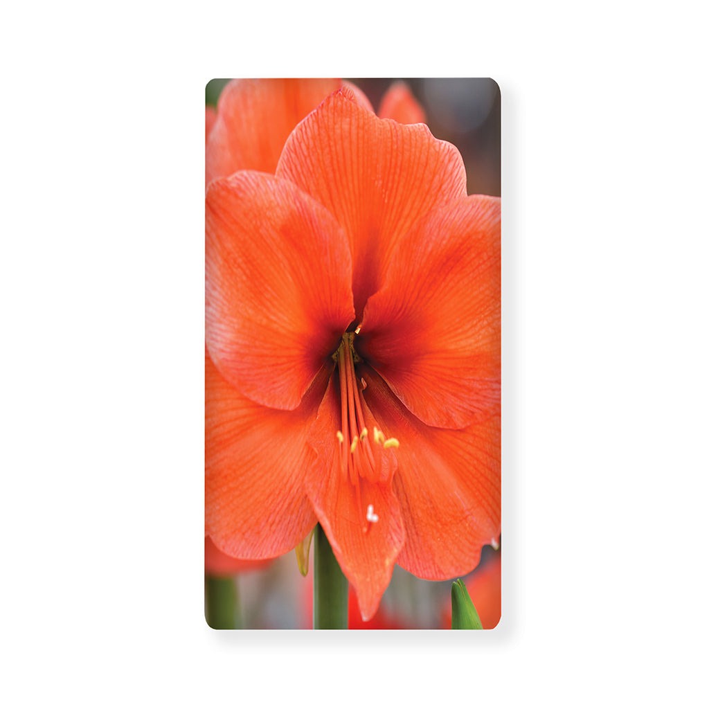 Orange Amaryllis Print Baby Crib Sheet