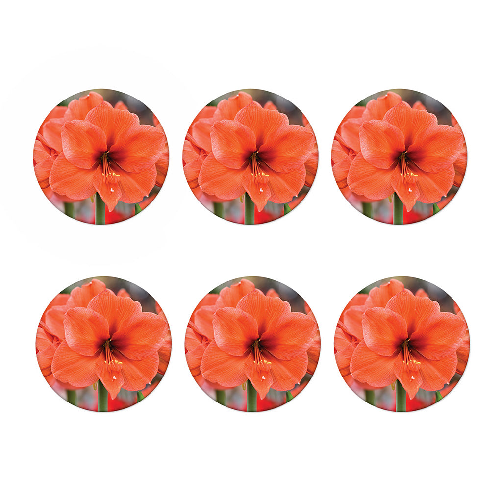 Orange Amaryllis Print Coaster Set