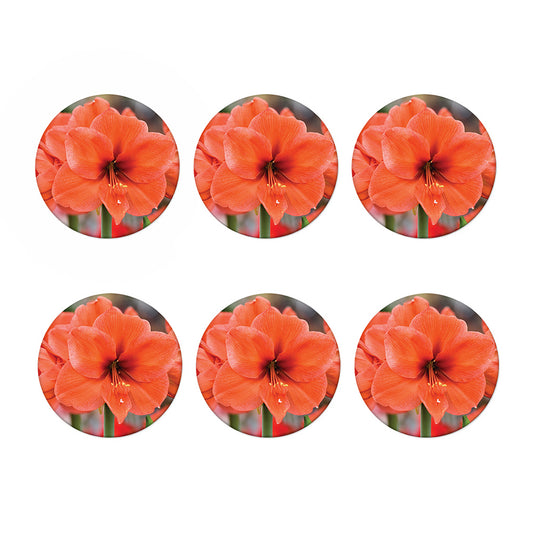 Orange Amaryllis Print Coaster Set