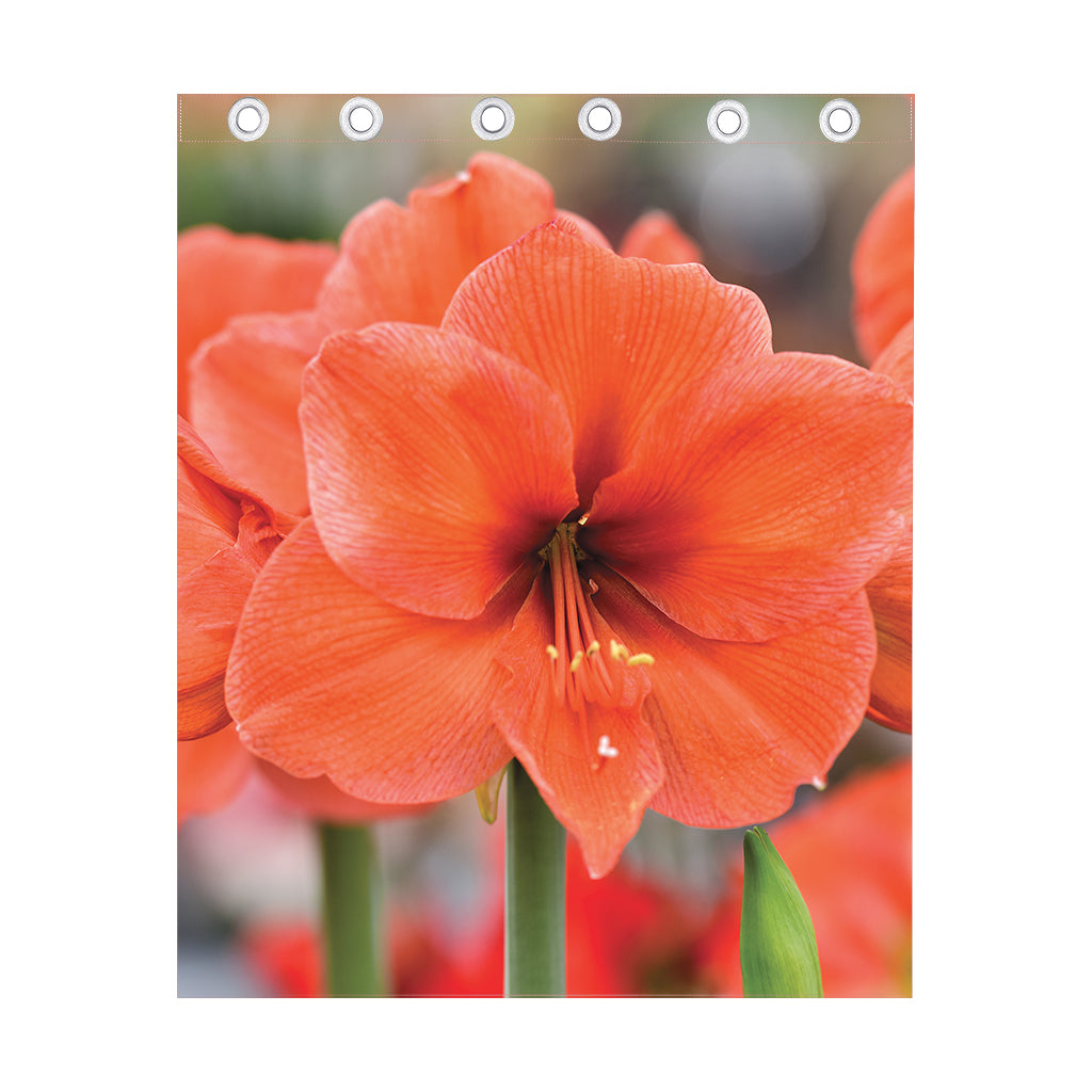 Orange Amaryllis Print Curtain