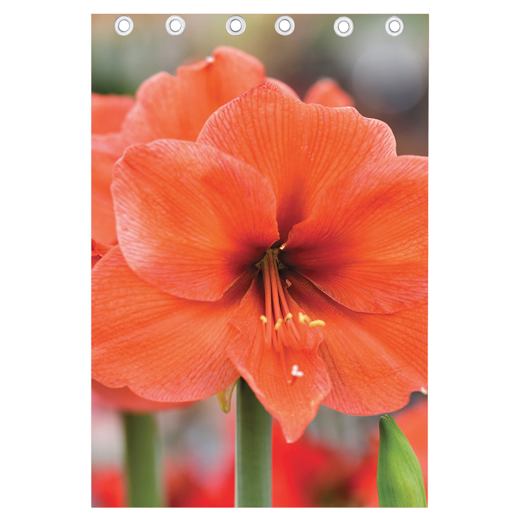 Orange Amaryllis Print Curtain