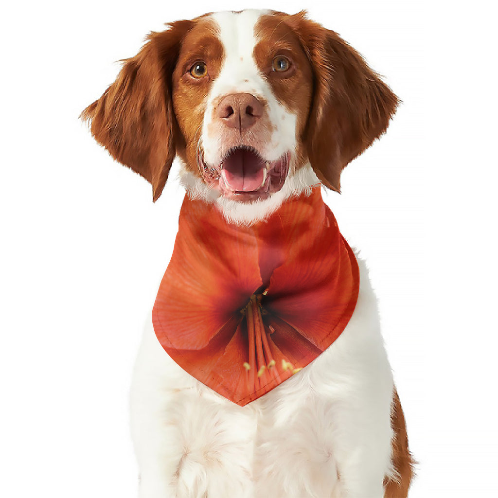 Orange Amaryllis Print Dog Bandana