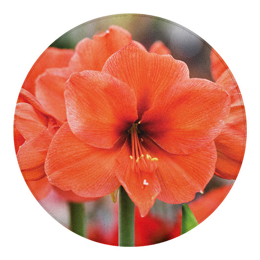 Orange Amaryllis Print Round Blanket