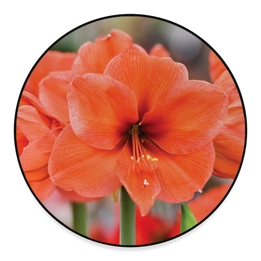 Orange Amaryllis Print Round Floor Mat