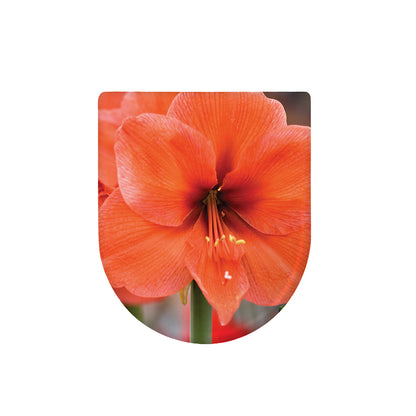 Orange Amaryllis Print Toilet Lid Cover