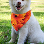 Orange Daisy Flower Print Over The Collar Dog Bandana