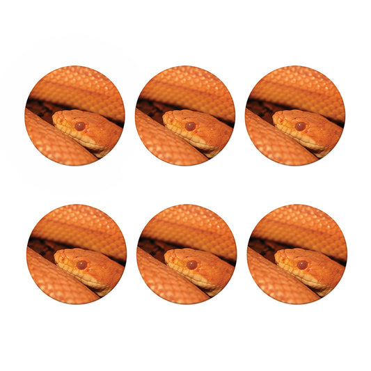 Orange Snake Print Coaster Set