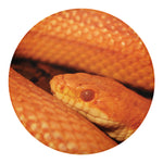 Orange Snake Print Round Blanket