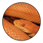 Orange Snake Print Round Floor Mat