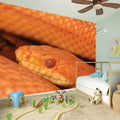 Orange Snake Print Wall Sticker