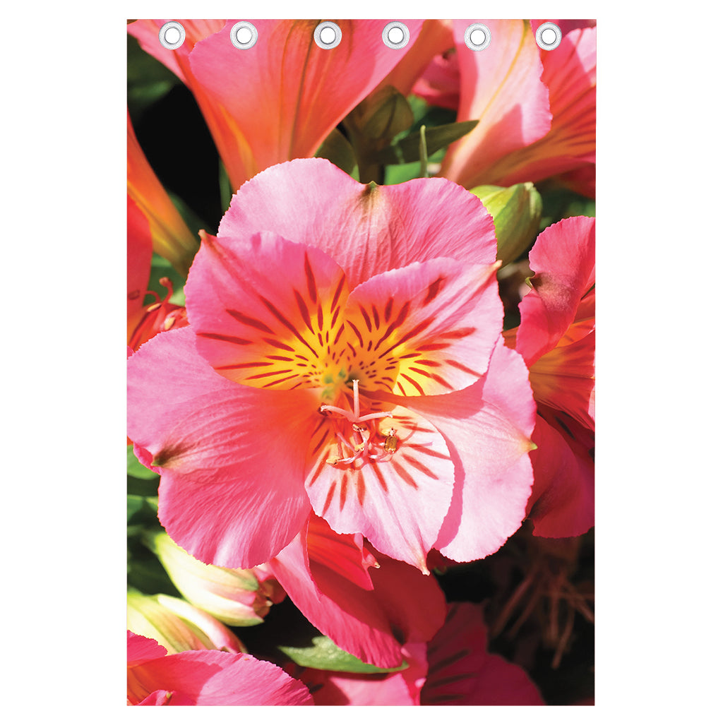 Pink Alstroemeria Print Curtain