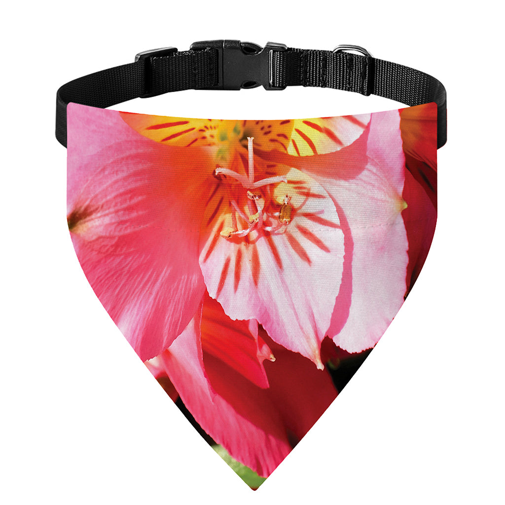 Pink Alstroemeria Print Over The Collar Dog Bandana
