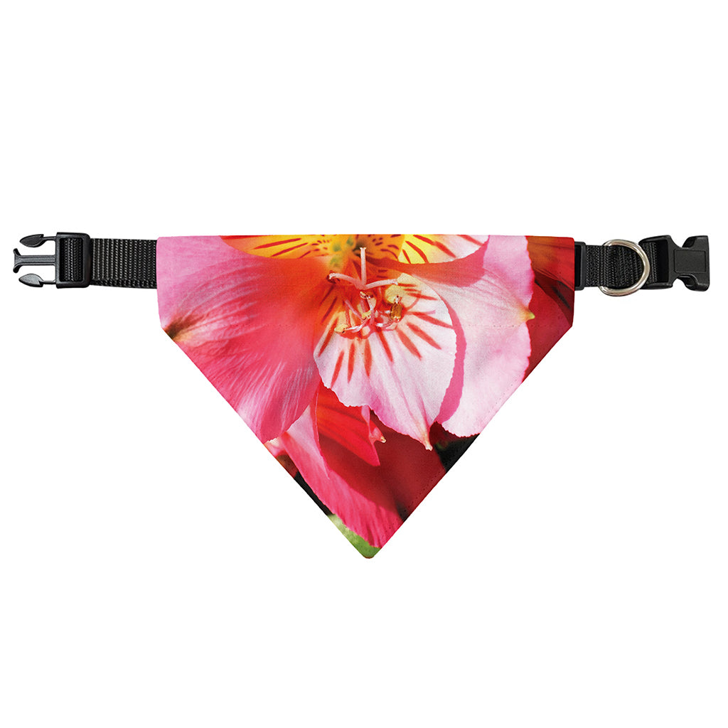 Pink Alstroemeria Print Over The Collar Dog Bandana