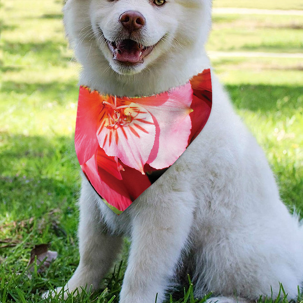 Pink Alstroemeria Print Over The Collar Dog Bandana