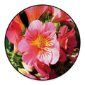 Pink Alstroemeria Print Round Floor Mat