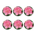 Pink Amaryllis Print Coaster Set