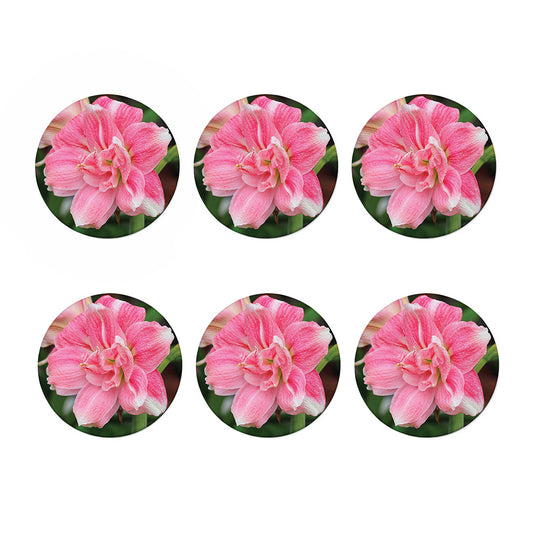Pink Amaryllis Print Coaster Set