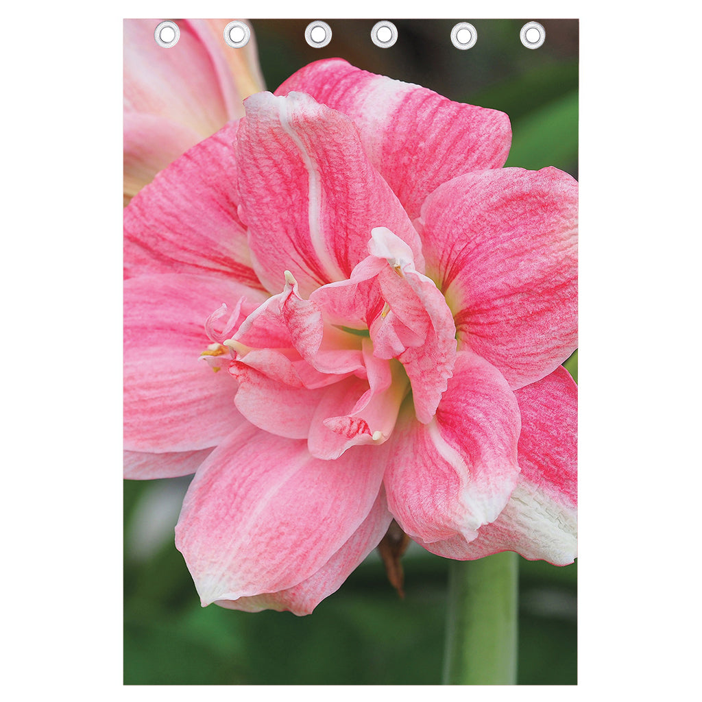 Pink Amaryllis Print Curtain